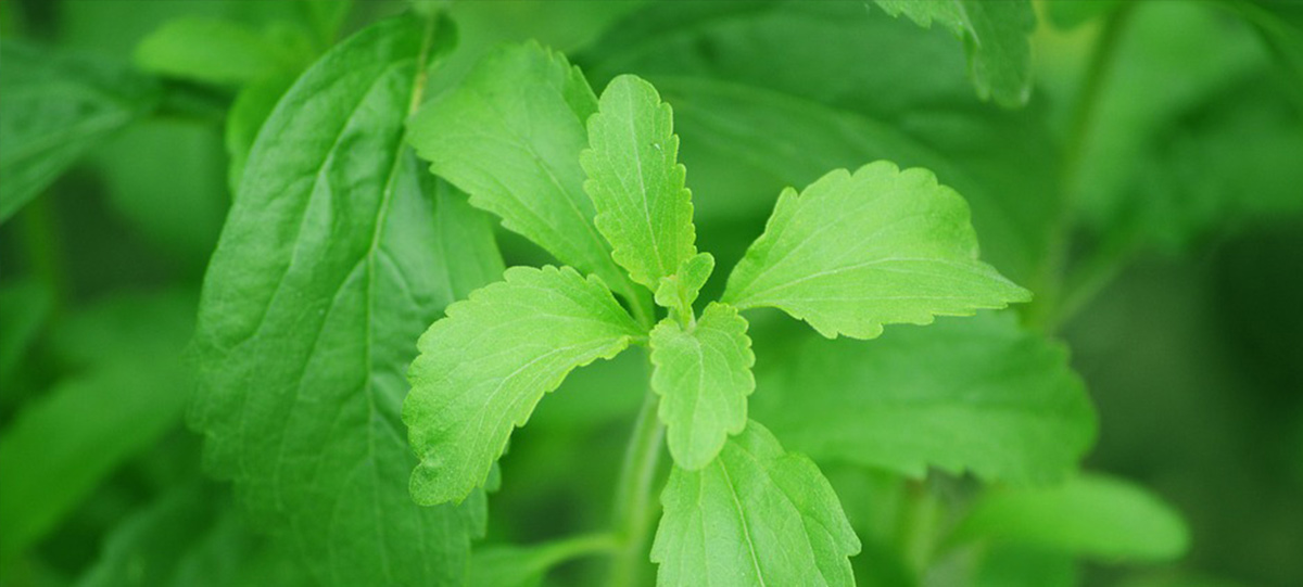 Natural sweetener solutions for bringing sucrose-like taste