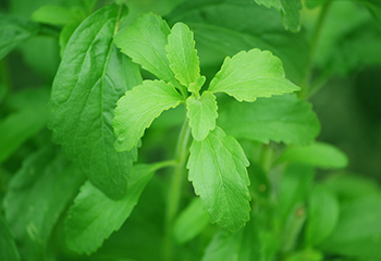 Stevia Sweeteners